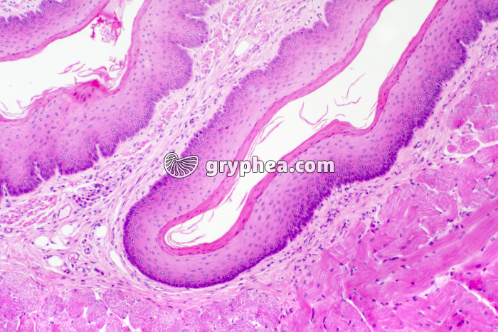 Oesophage de Mammifère x40 - gryphea.org